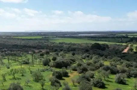 Terrenys i solars en venda a Ses Salines