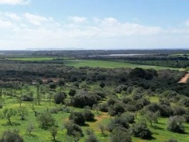 Terrenys i solars en venda a Ses Salines