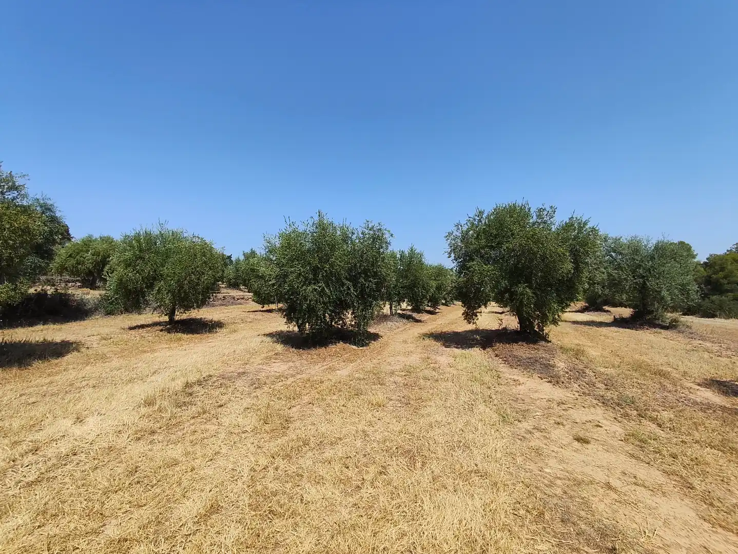 Terreno en venta en Cervià de Les Garrigues