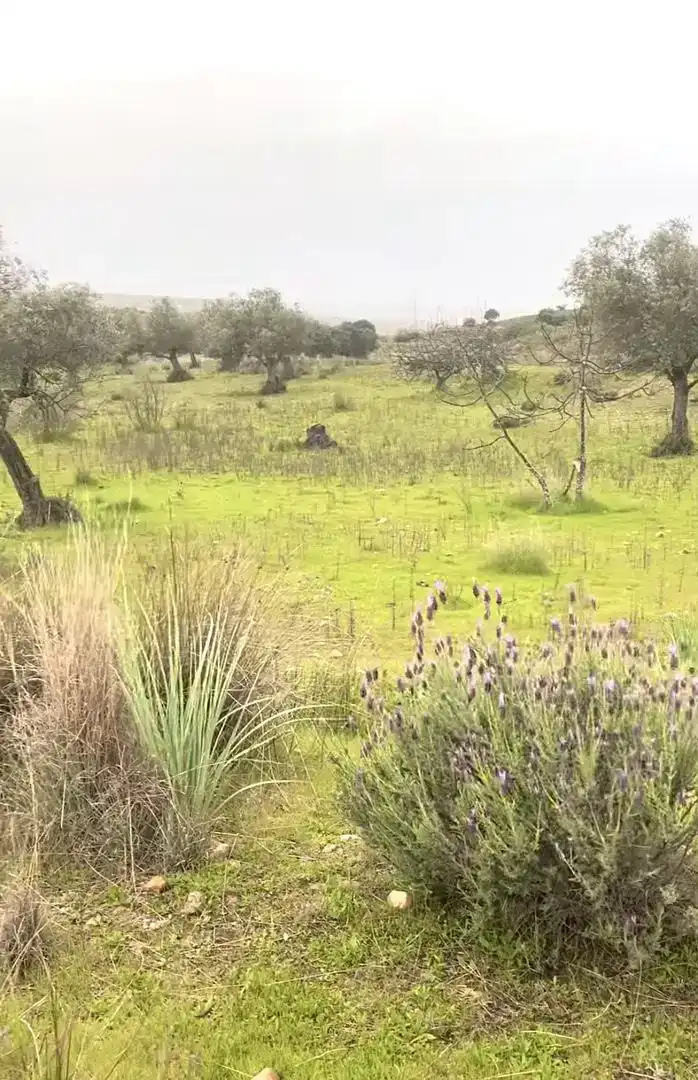 Grundstücke zum Verkauf in Mérida