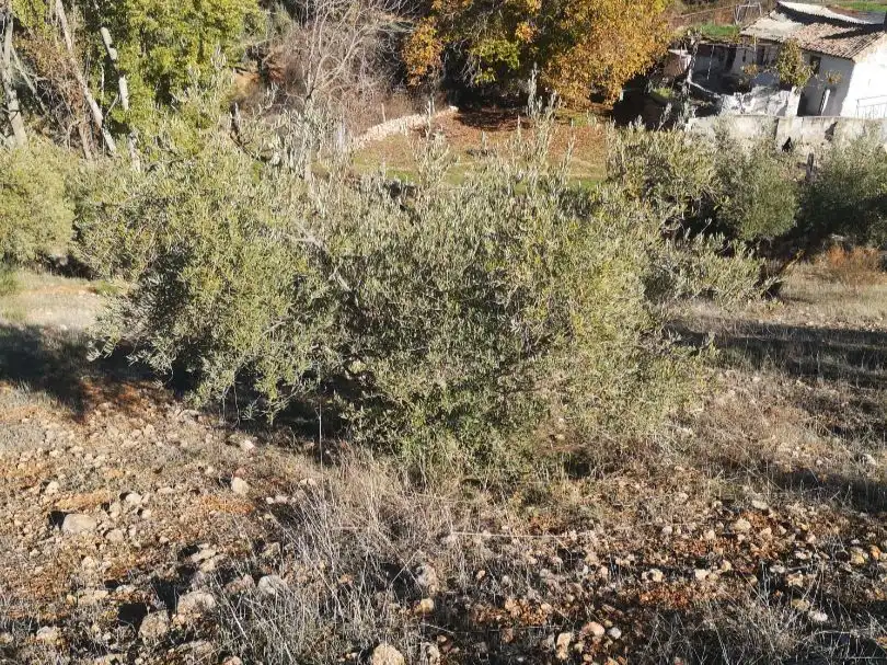 Terreno en venta en Deifontes