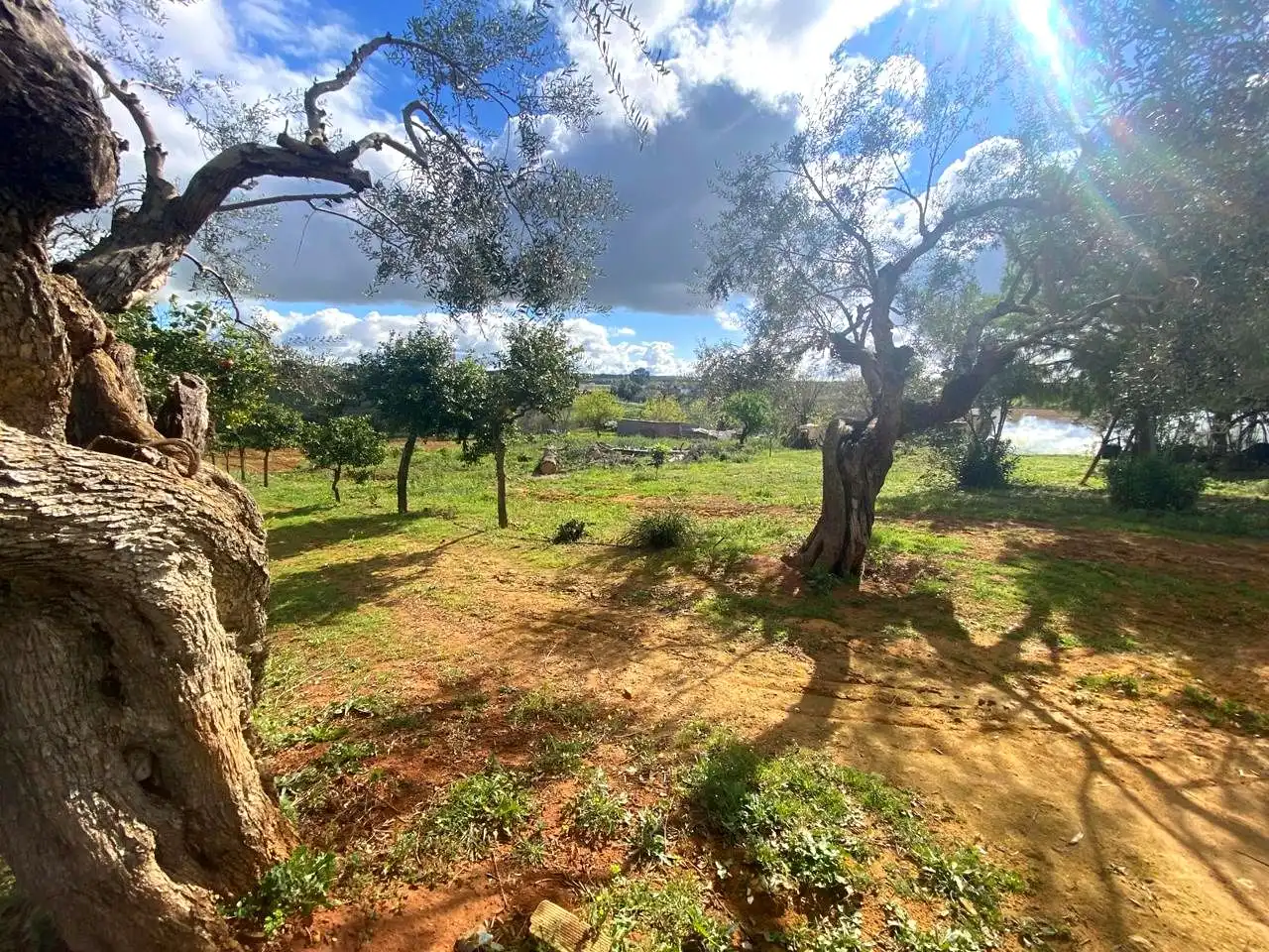Finca rústica en venta en El Viso del Alcor