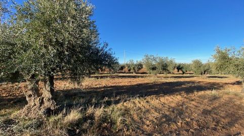 SE VENDE FINCA RUSTICA EN SONSECA, image 4