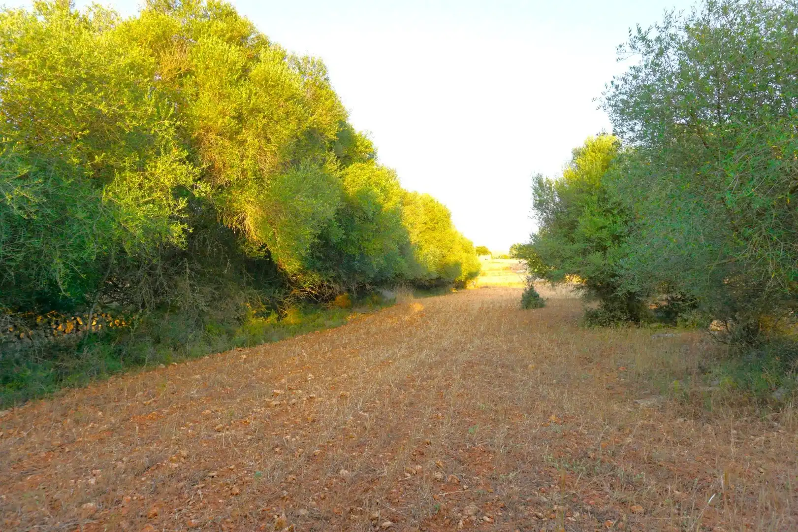 Terreno rustico in vendita a Santa Margalida Poble, imagen 4