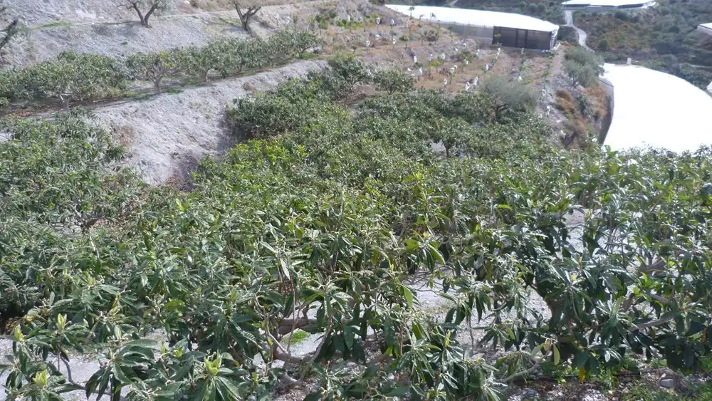 Terreni e lotti in vendita a Ítrabo, imagen 8