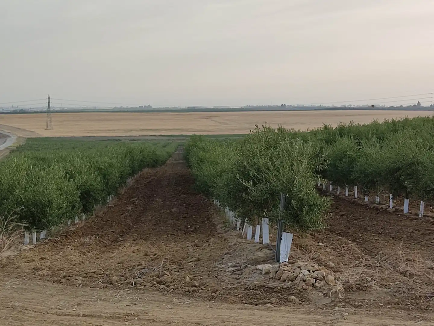 Terreni e lotti in vendita a Pedanías Sur, imagen 5