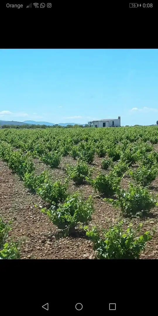 Terreno rustico in vendita a Herencia