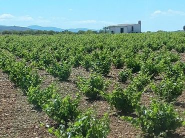 Rural land for sale in Herencia