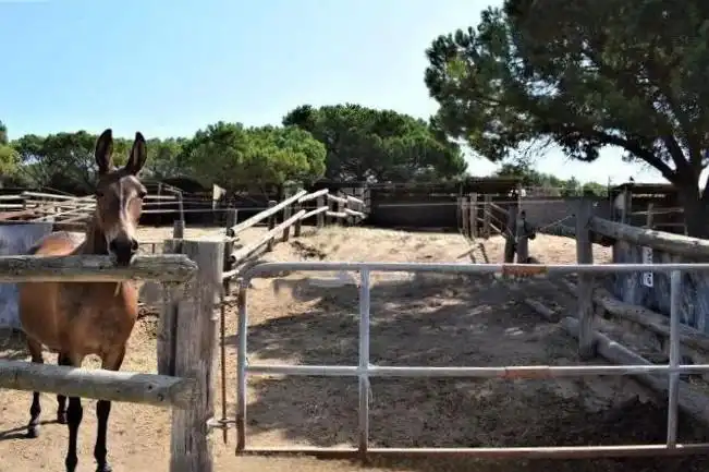 Terrenos y solares en venta en Mas Mora - Sant Daniel, imagen 59