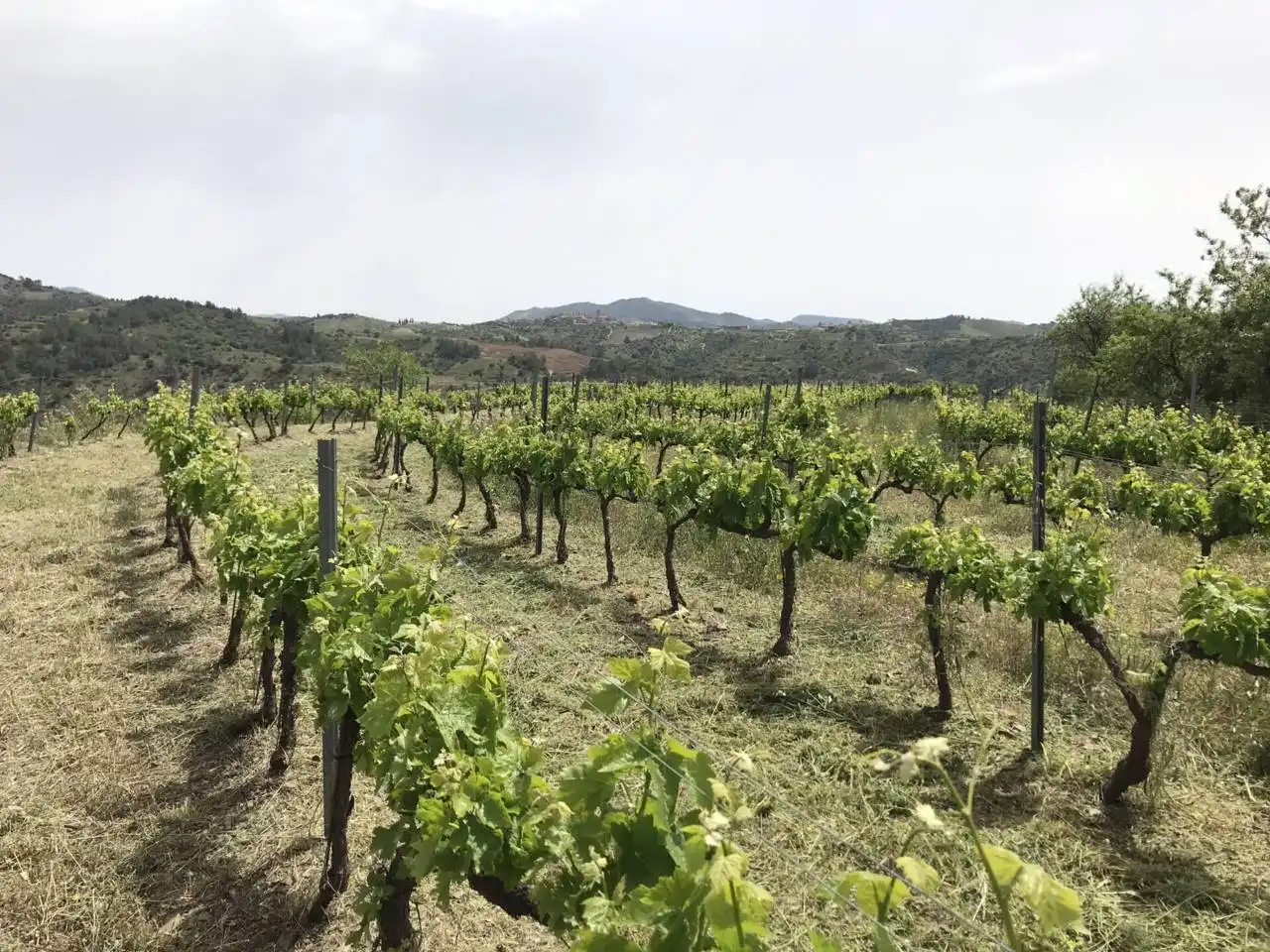 Rural land for sale in Calle Lloa, imagen 3