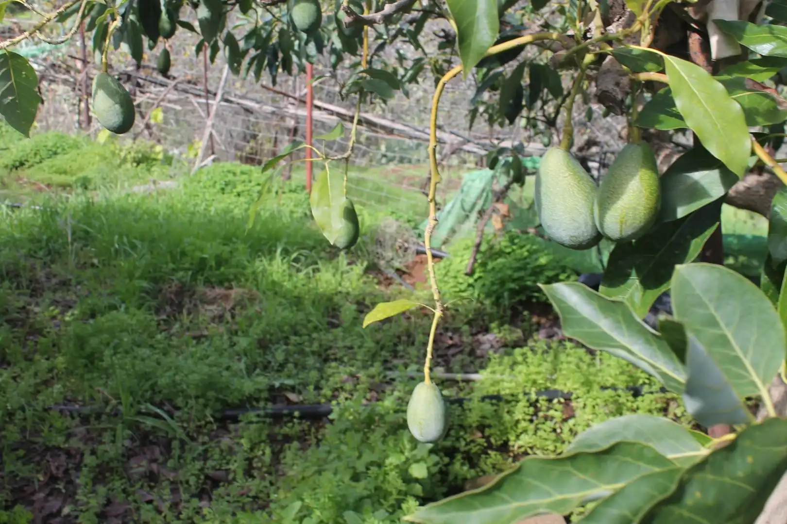 Terreny rústic en venda a Valsequillo de Gran Canaria, imagen 19