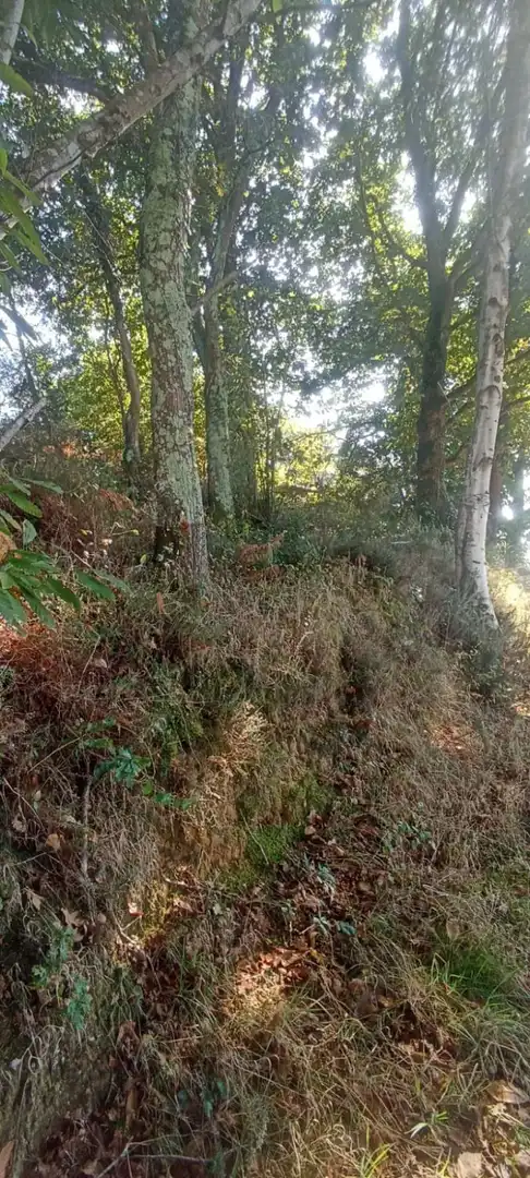 Finca rústica en venta en Nava