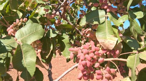 Finca plantada de pistachos en produccion, immagine 3