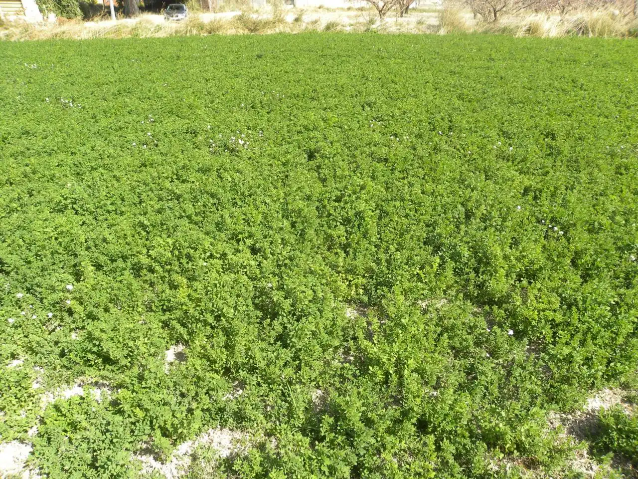 Residential land for sale in Caravaca de la Cruz, imagen 6