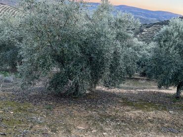 Terreno rustico in vendita a Luque