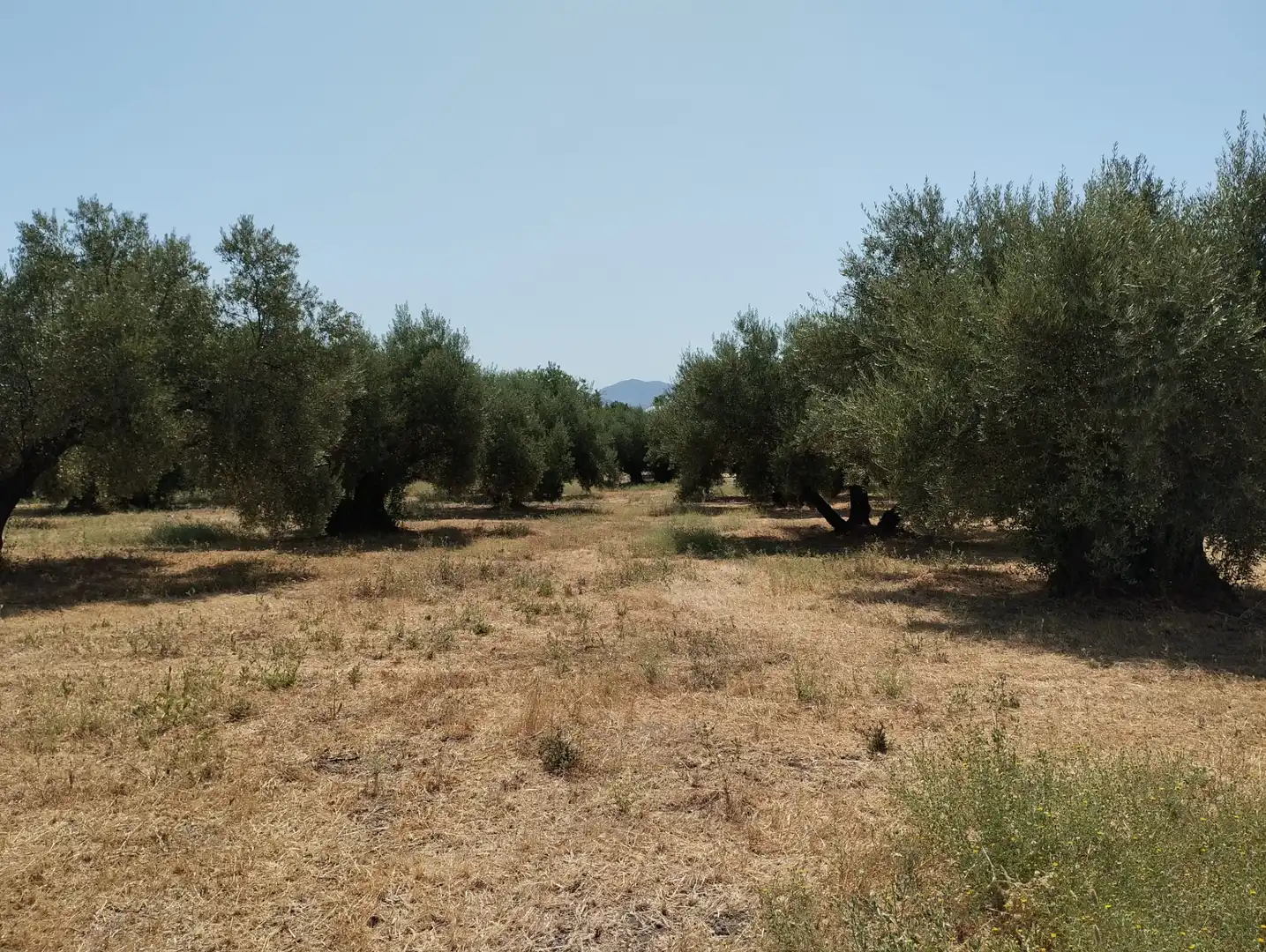 Terreno rustico in vendita a Avenida Fuente de las Piedras, imagen 11
