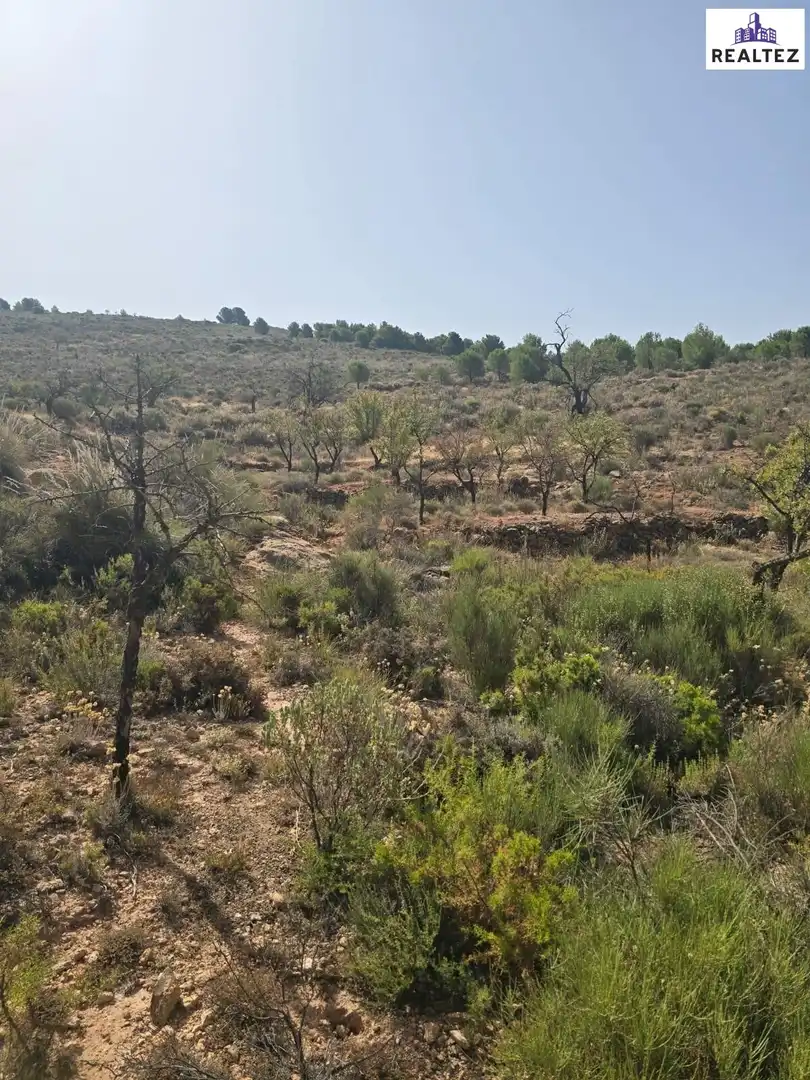 Terrain rustique à vendre à Alcolea, imagen 5
