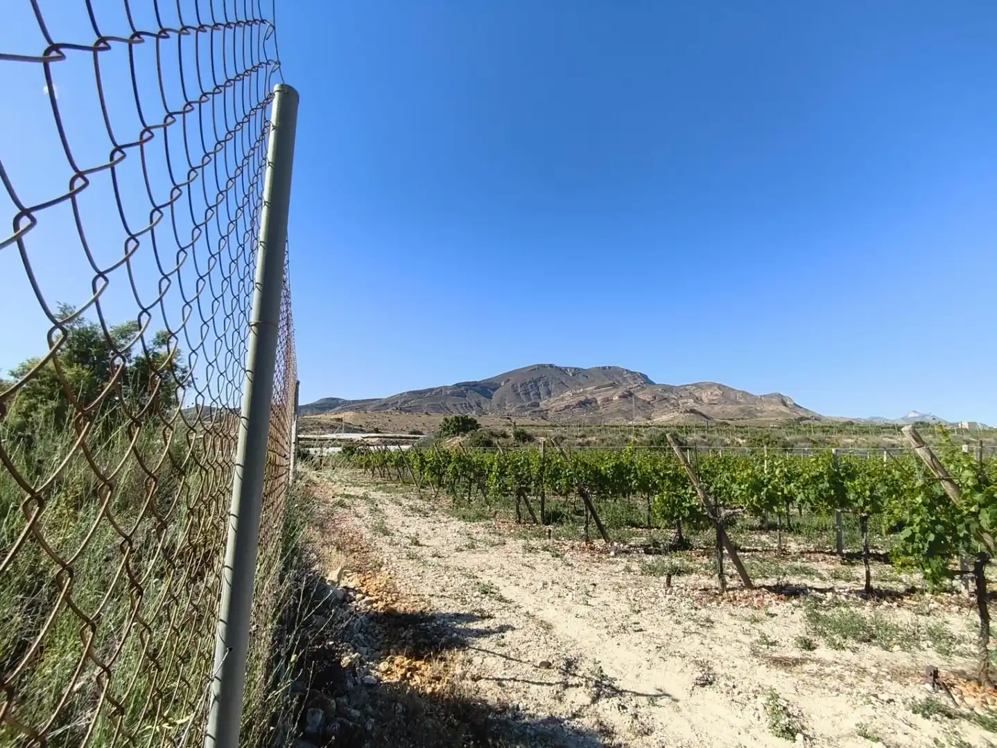 Terreno rústico en venta en Monforte del Cid - Paraje la Serreta, imagen 17