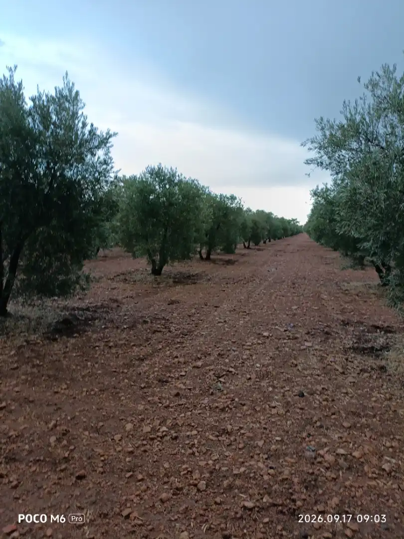 Rural land for sale in Calle García Pavón 112, imagen 5