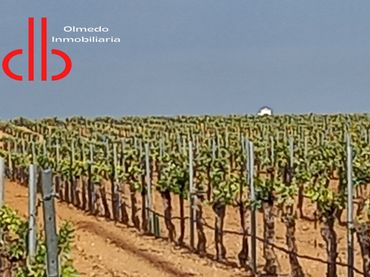 Terreno rustico in vendita a Tomelloso