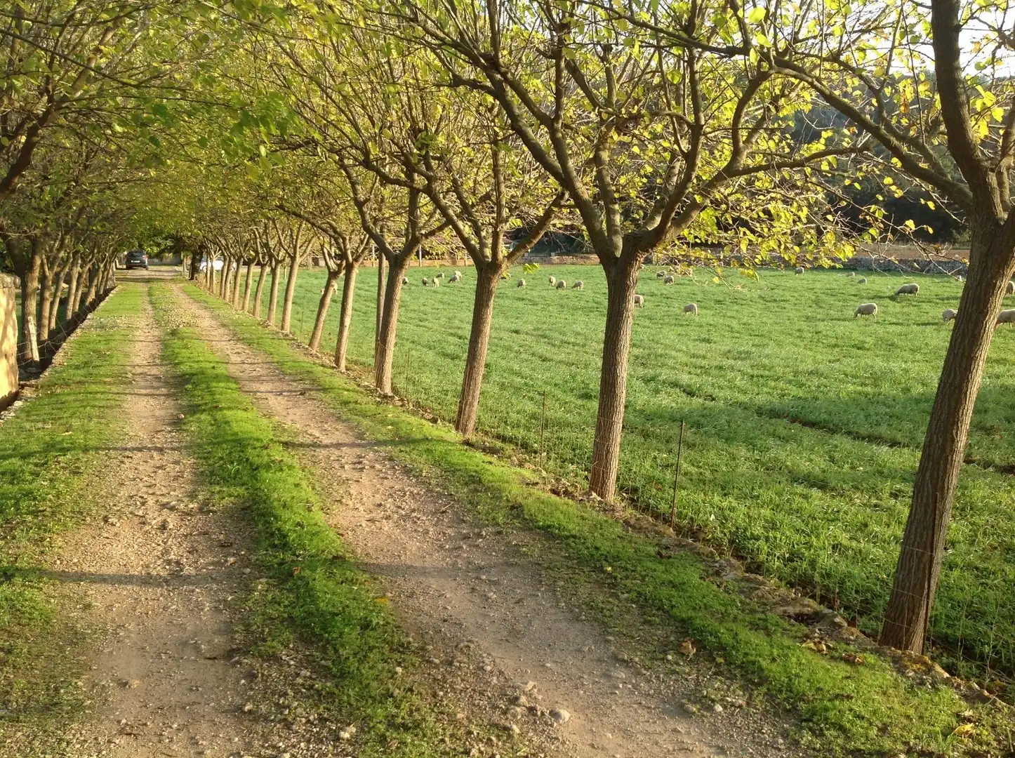 Vista exterior de Finca rústica en venta en Pollença con Aire acondicionado, Calefacción y Jardín privado