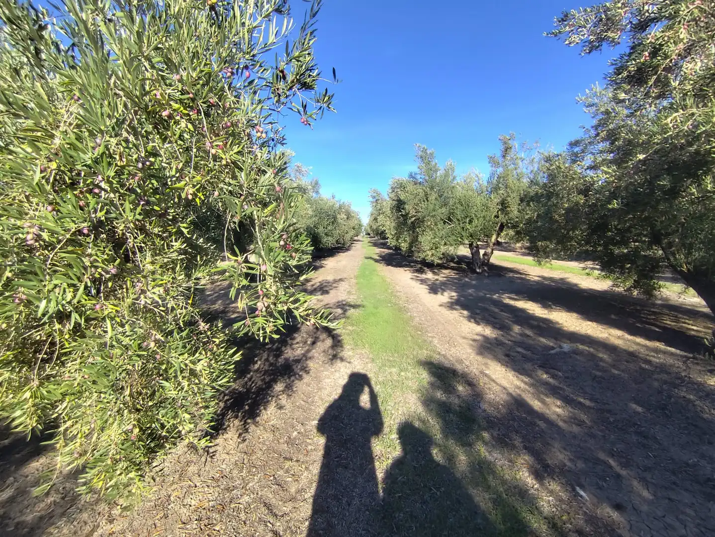 Terrenos y solares en venta en Úbeda, imagen 8