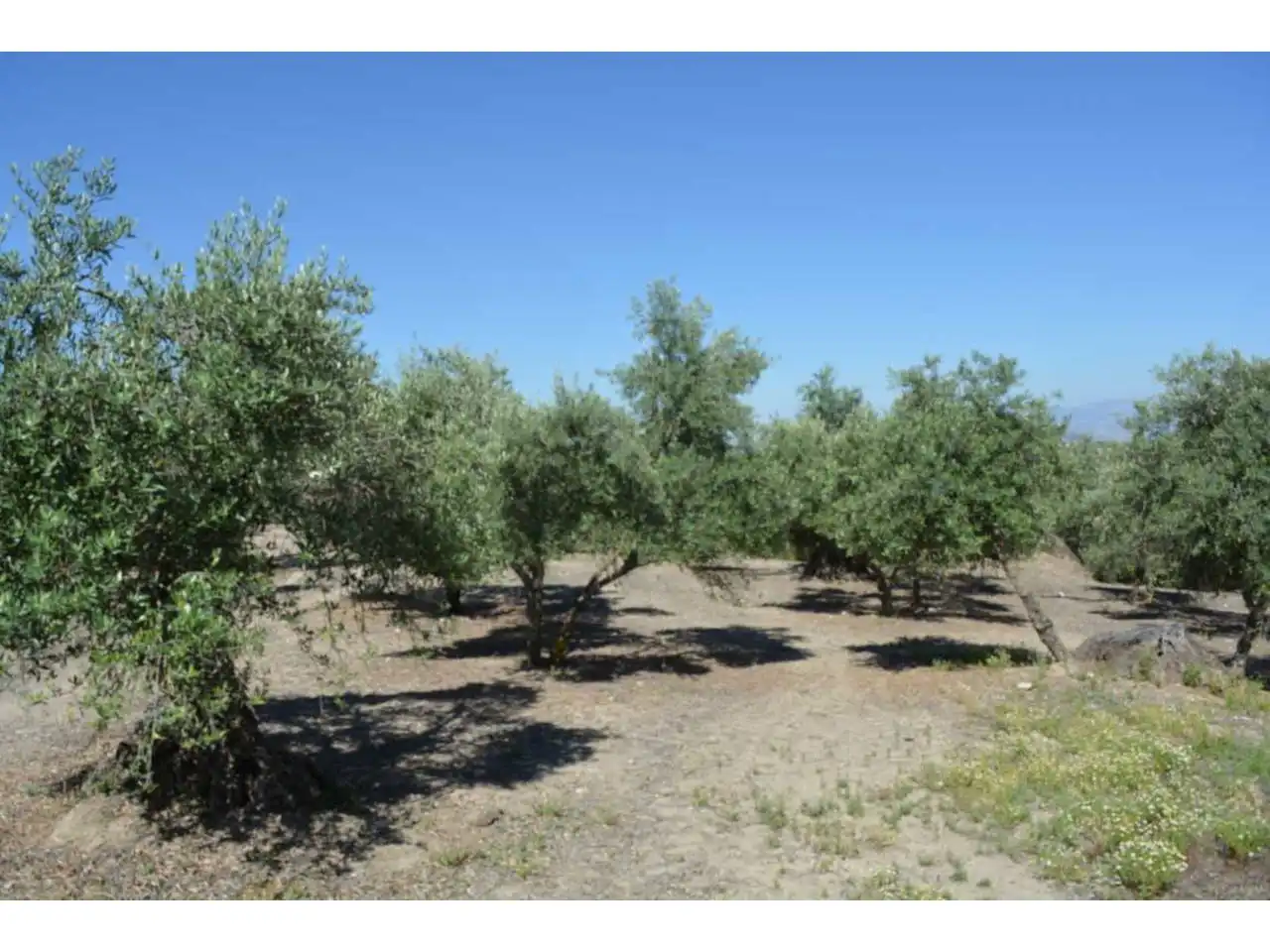 Lands and plots for sale in Plaza Iglesia 1, imagen 8