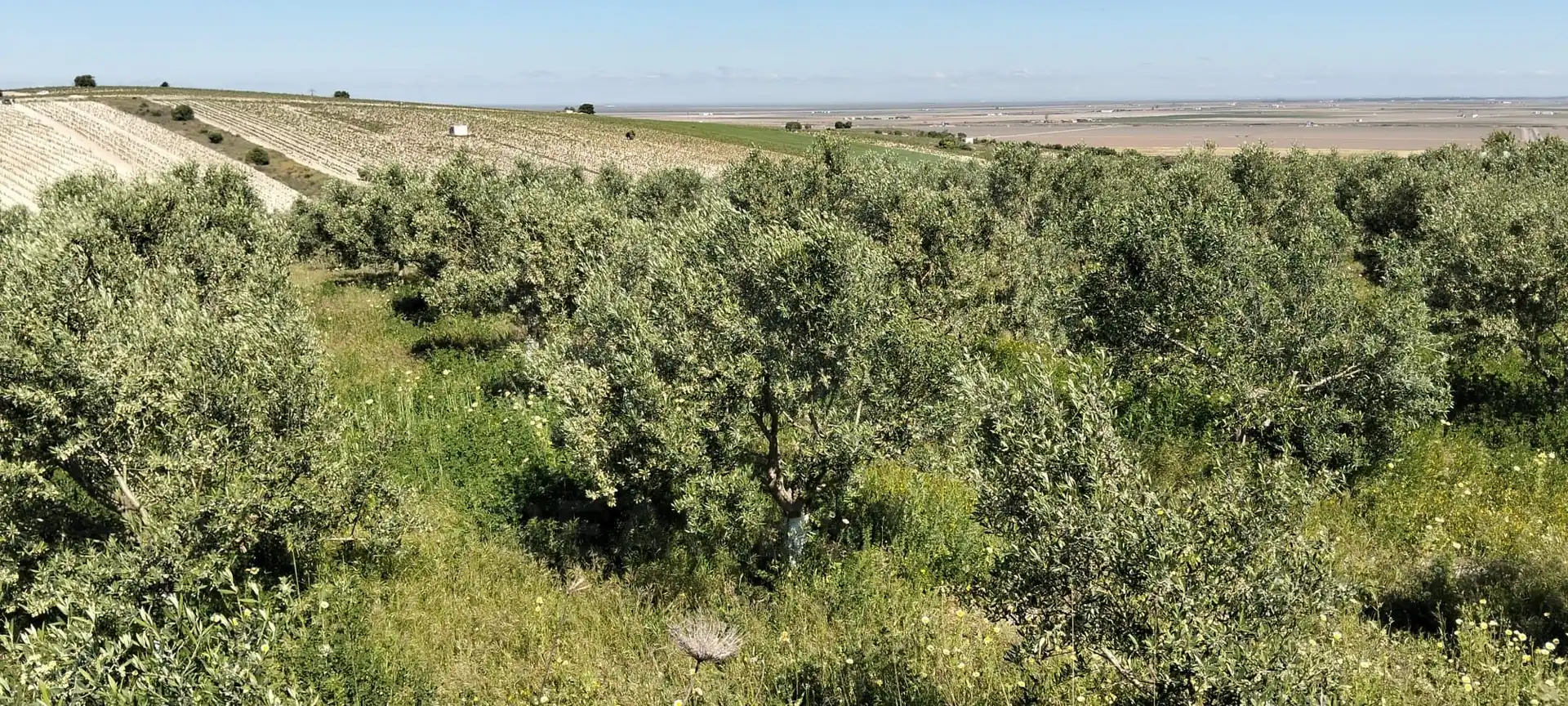 Lands and plots for sale in Lebrija, imagen 7