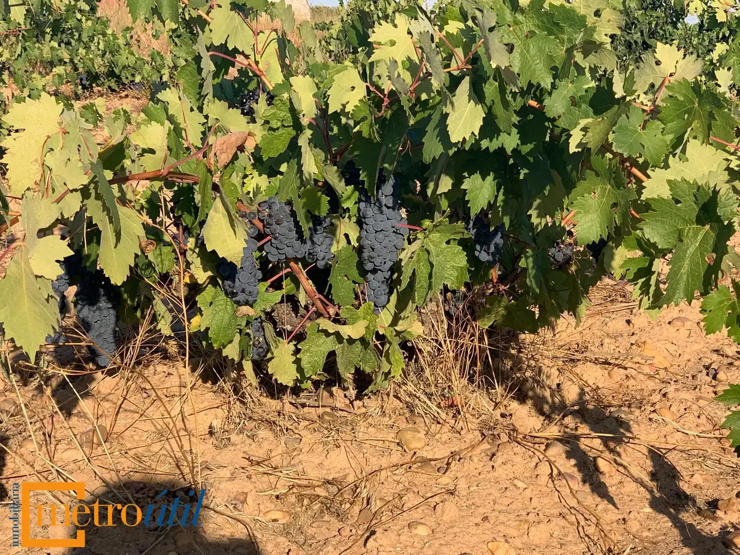 Exterior view of Land for sale in Toro