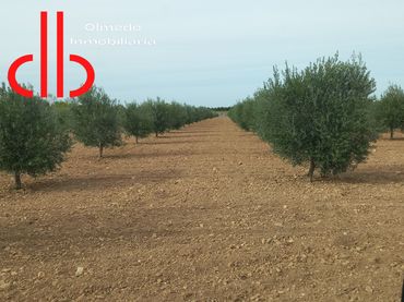 Terreno rustico in vendita a Tomelloso