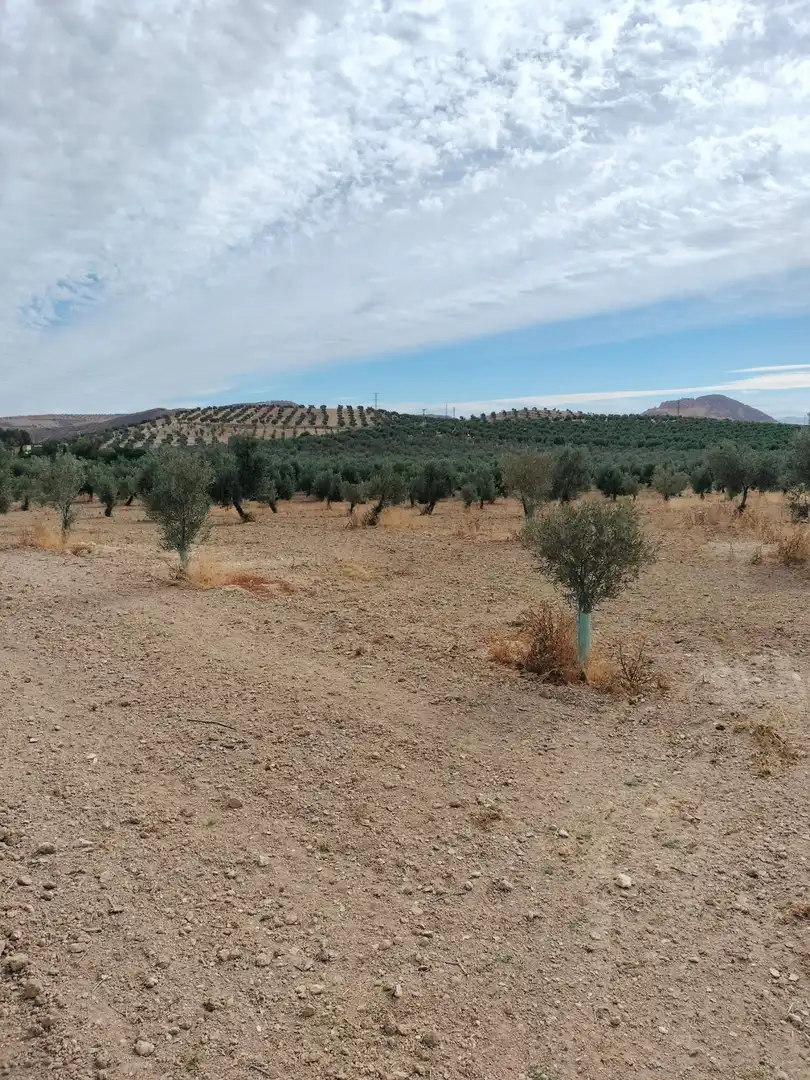 Terreno rústico en venta en La Malahá, imagen 17
