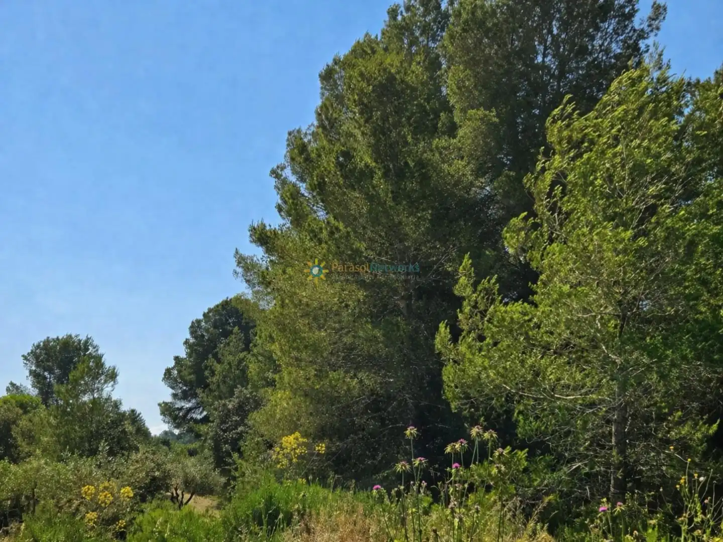 Terreno en venta en Bellús