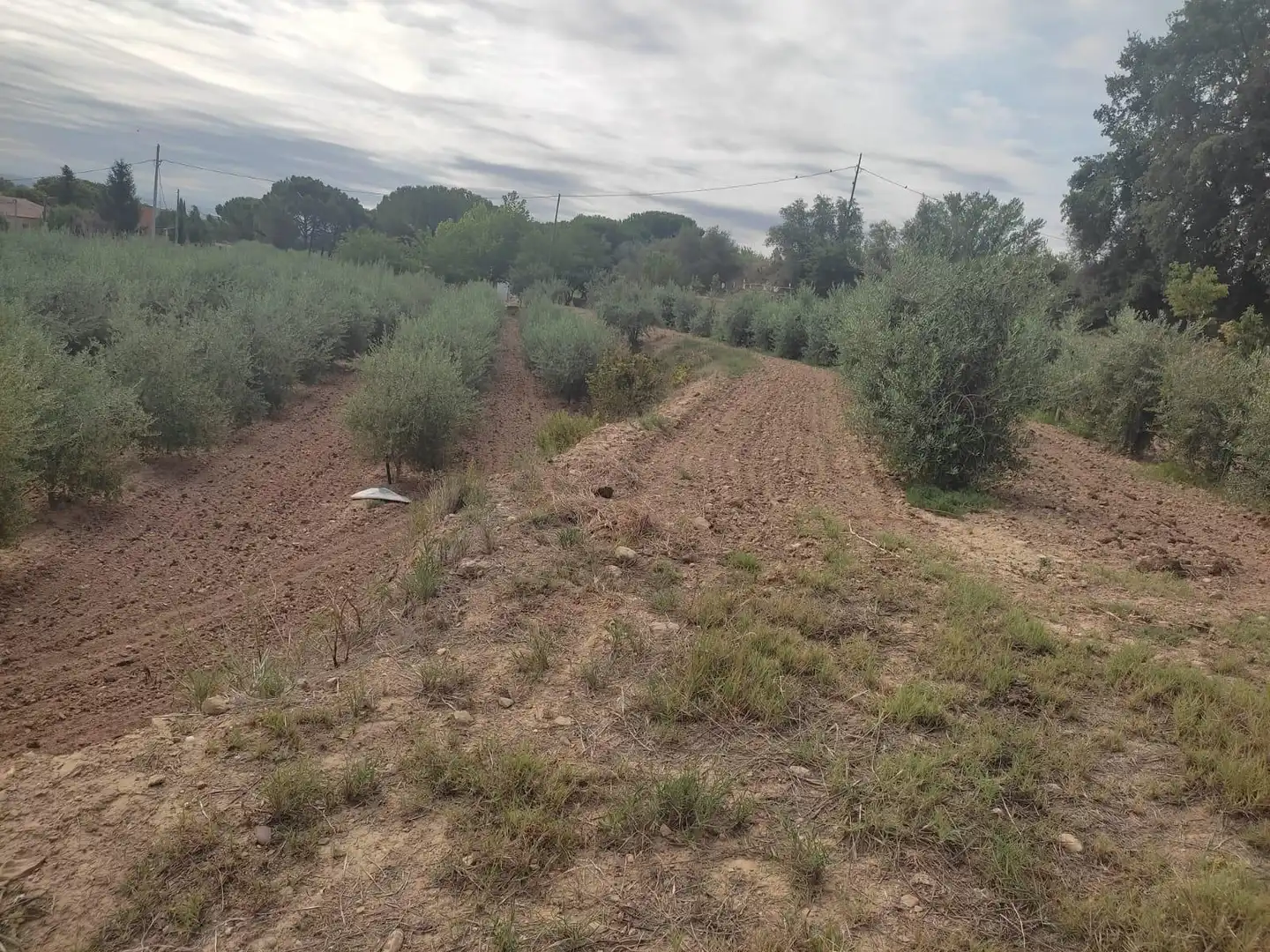 Terreno rustico in vendita a Partides de Lleida, imagen 10