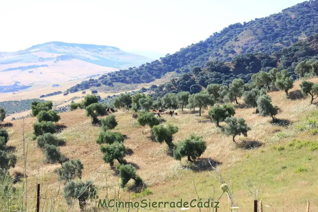 Finca rústica en venta en Montecorto