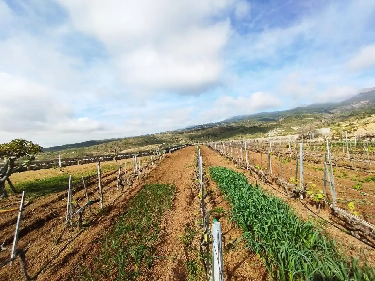 Terreno rustico in vendita a Arico, imagen 7