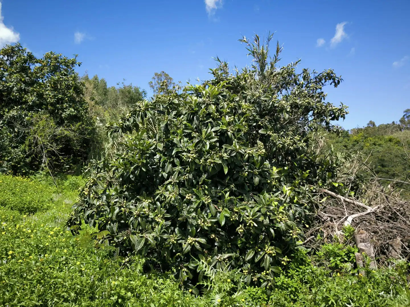 Finca rústica en venta en Moya (Las Palmas)
