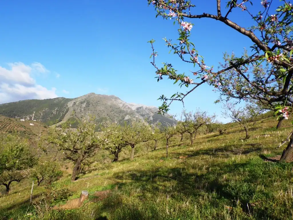 Casa rústica amb jardí en venda a Canillas de Aceituno, imagen 31