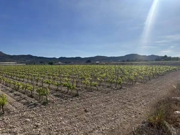 Rural land for sale in Novelda, imagen 3