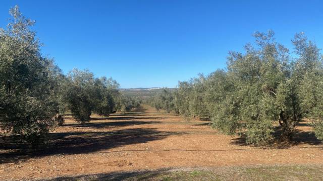 Terreno en Venta en Jabalquinto