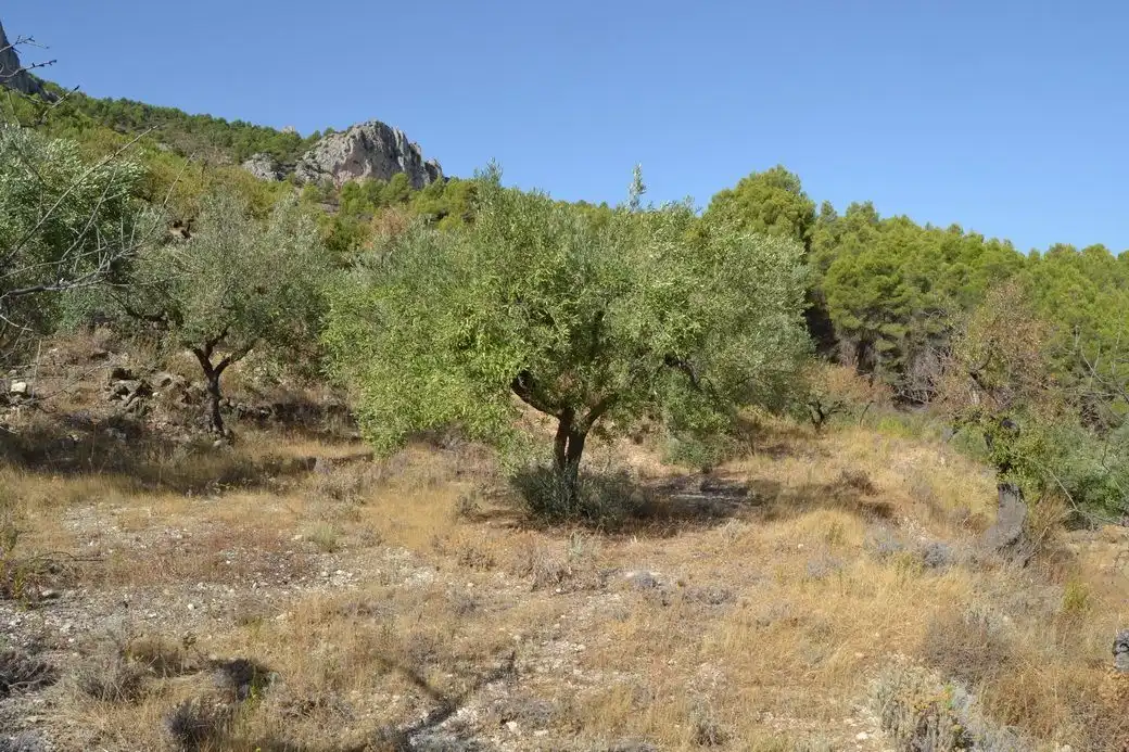 Terrenos y solares en venta en El Castell de Guadalest, imagen 6