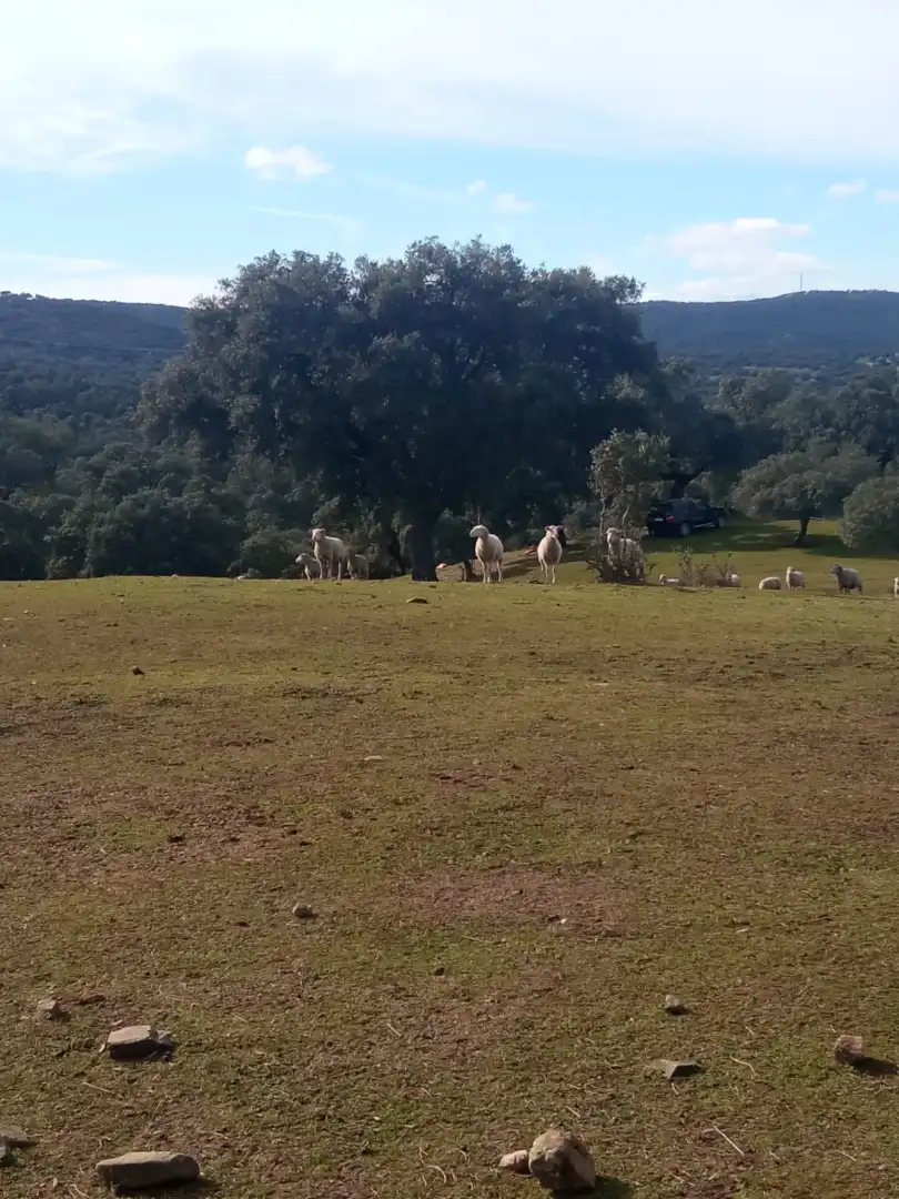 Exterior view of Land for sale in Cardeña