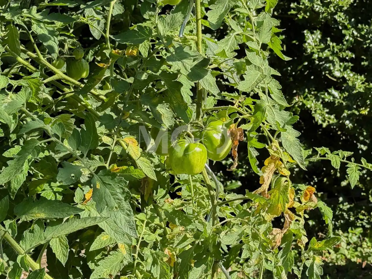 Jardí de Casa o xalet en venda en Tavèrnoles amb Calefacció, Jardí privat i Parquet