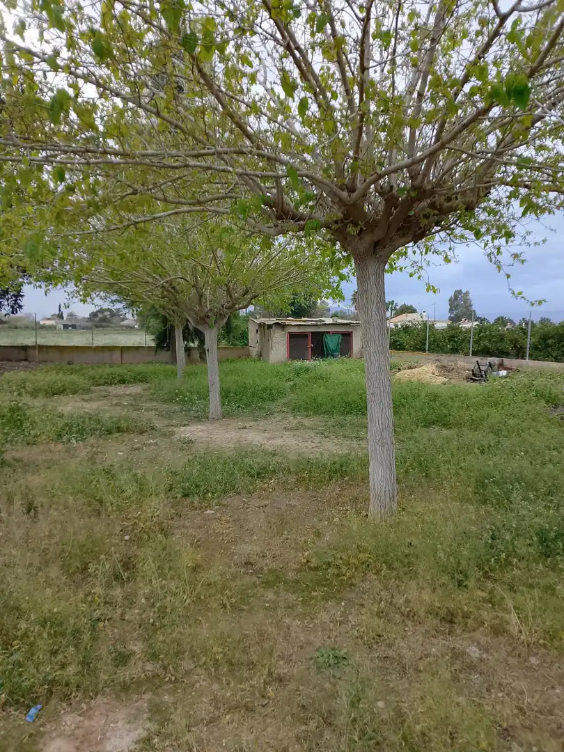 Finca rústica en venta en Daya Nueva