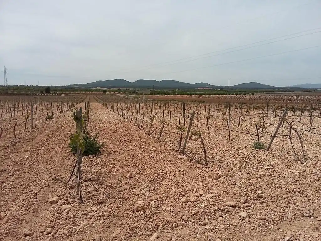 Terreny rústic en venda a POLIGONO, imagen 6