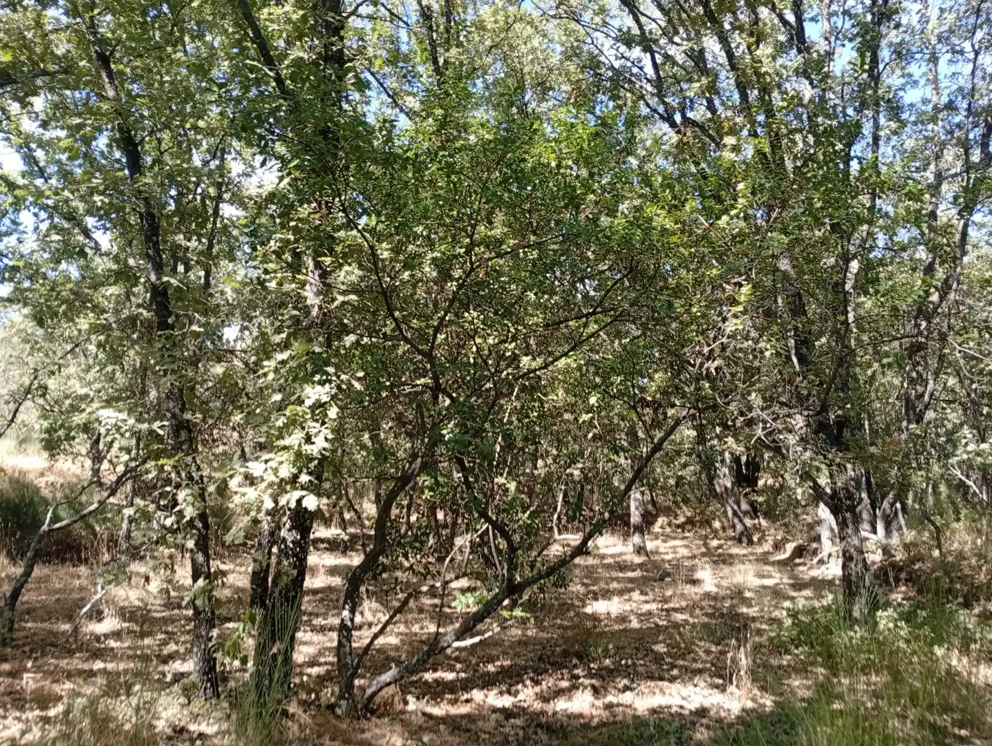 Terreni e lotti in vendita a Villanueva de la Vera, imagen 31