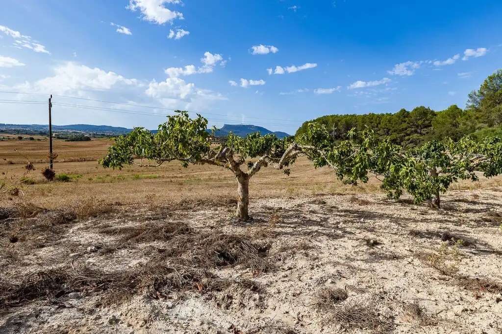 Casa rustica con giardino in vendita a Algaida, imagen 38