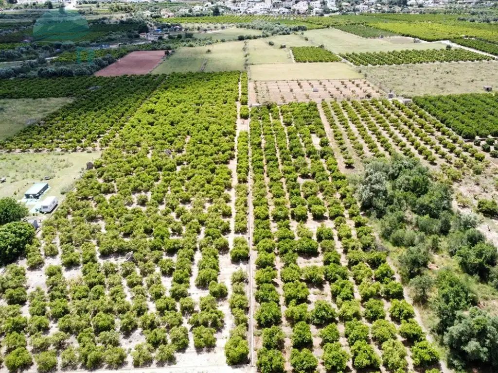 Rural land for sale in Partida Garroferal, imagen 3