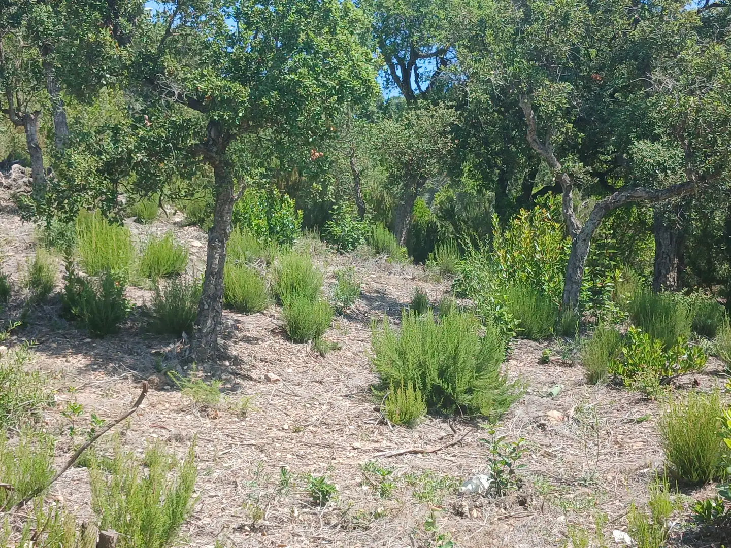 Terreno residencial en venta en Lloret Verd - Els Pinars