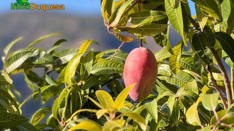 Foto 3 de Finca rústica en venda a Calle Diseminados, Pol-8 Par-359, 000, Los Guájares, Granada