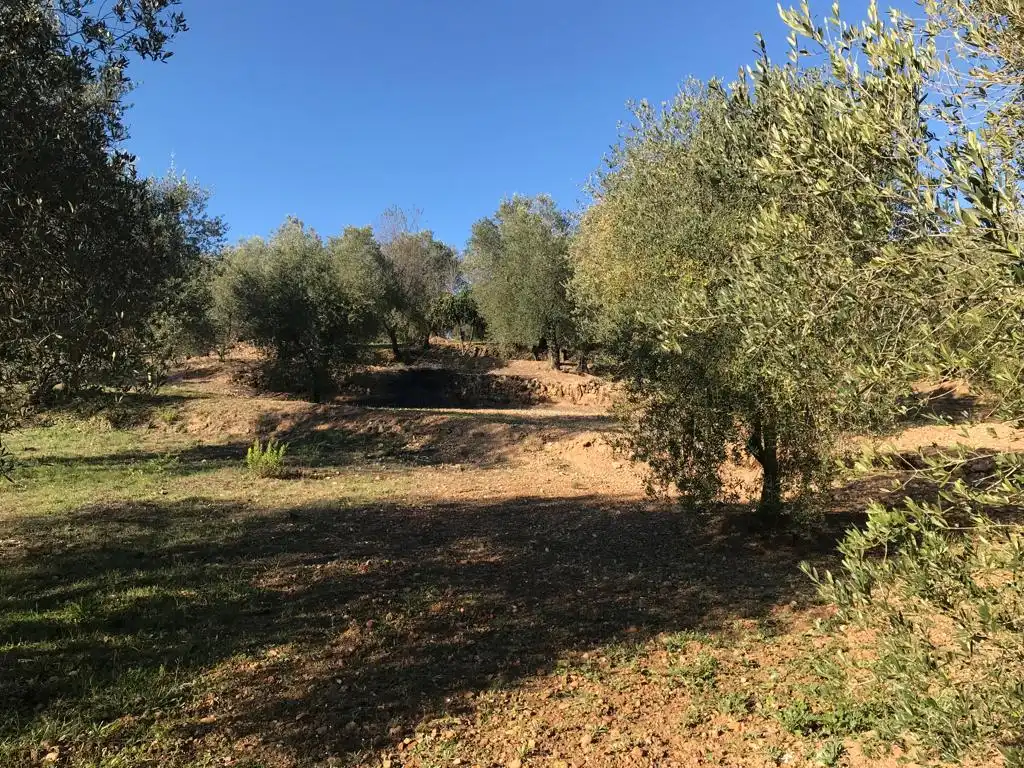 Terrain rustique à vendre à El Bruc, imagen 15